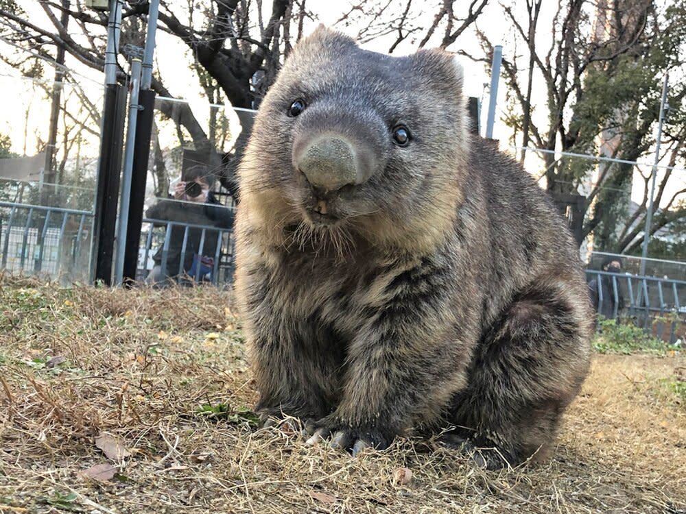 Wain, The Oldest Living Wombat