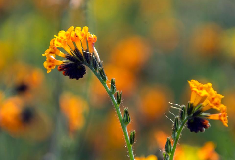 Fiddleneck wildflowers grow in a field along Thornton Road near Peltier Road just south of Thornton on the first day of Spring on Monday, Mar. 20. 2023.