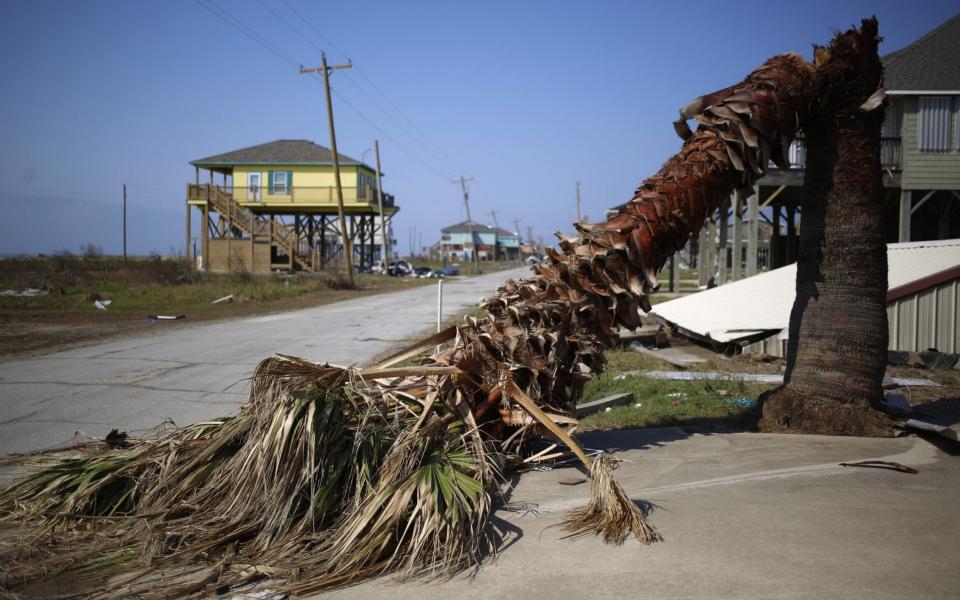 A felled palm tree lays after Hurricane Delta made landfall in Holly Beach, Louisiana - Luke Sharrett /Bloomberg