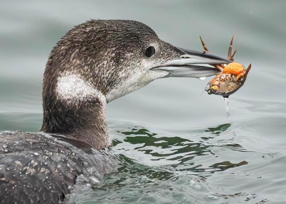 Local photographer Jack Coughlin calls this one "Harbor Special: Fresh Crab with Eggs." He snapped this shot of this loon and eggs-carrying crab at Wells Harbor in Wells, Maine, on April 12, 2024.