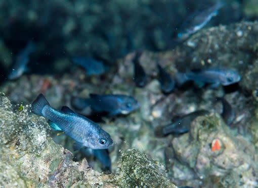 生長在沙漠中的珍貴魚種「魔鱂」。（圖／翻攝自推特）