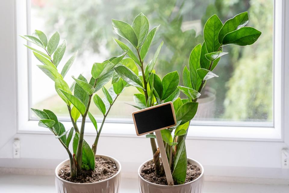 ZZ plants on windowsill