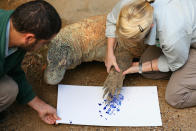 SYDNEY, AUSTRALIA - JUNE 27: 'Tuka' the komodo dragon leaves a paint print on a canvas at Taronga Zoo on June 27, 2012 in Sydney, Australia. Taronga and Western Plains Zoo today pledged a a new elephant conservation project in Thailand and animals at Taronga made their pledge by dipping their feet and hands in paint and smudging them on canvas. (Photo by Cameron Spencer/Getty Images)