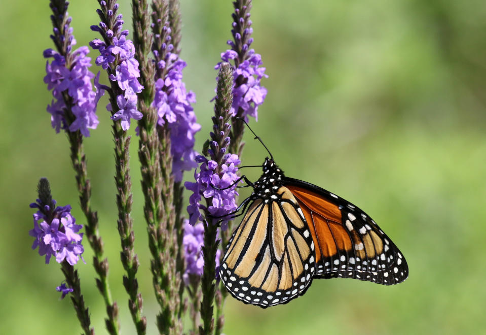 Monarch butterfly feeding on verbena plant