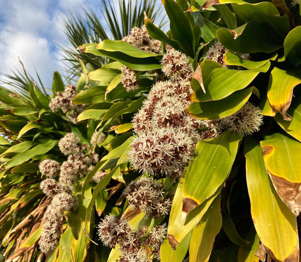 The dracaena fragrans, or corn plant, often flowers in fall and winter following a temperature drop of a couple weeks.