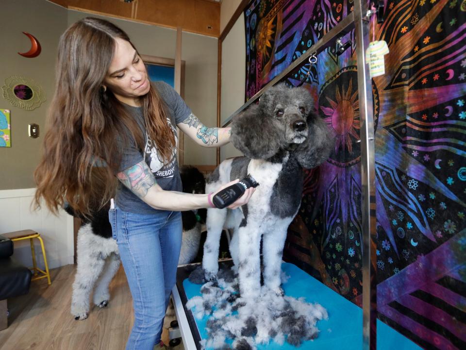 Punky Pets’ Ashley Moore holds Nikki, a standard poodle that is considered a parti poodle while giving the canine a trim, Friday, April 7, 2023, in Sheboygan, Wis.