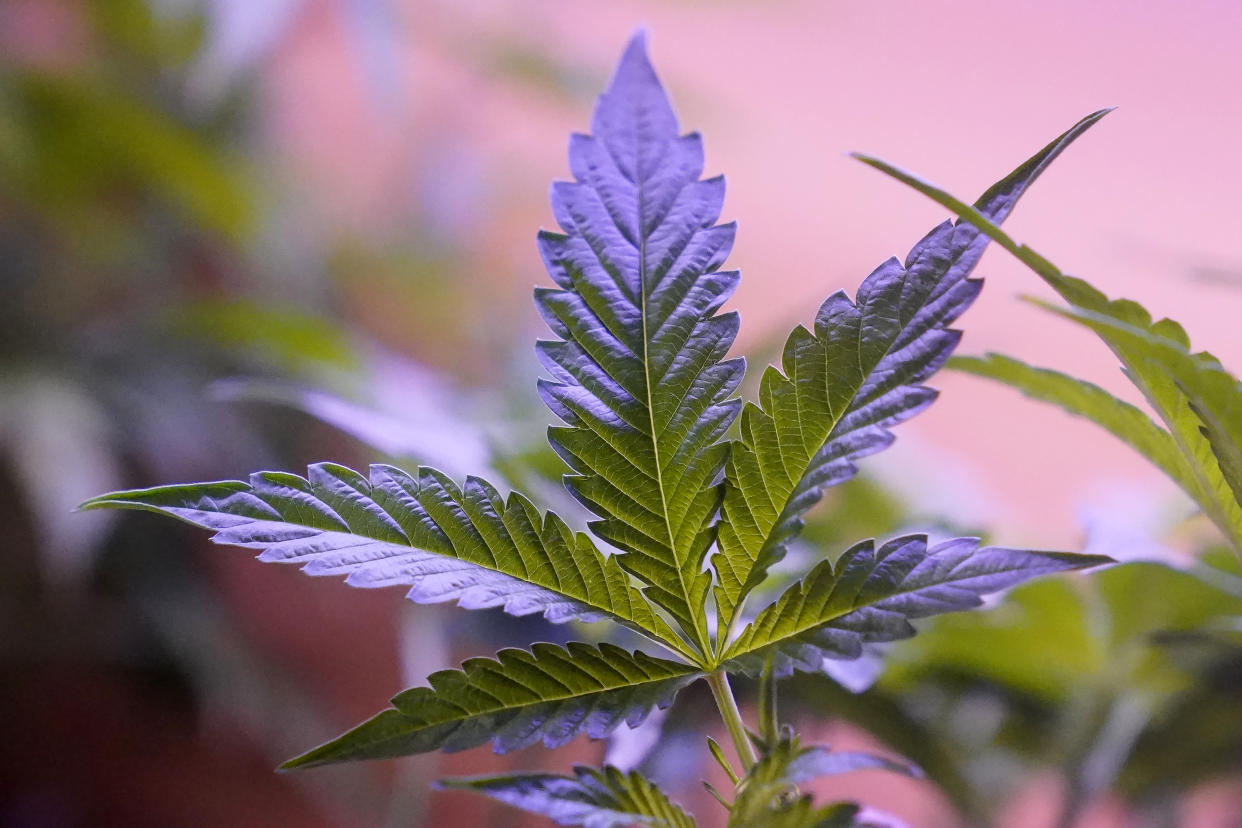 FILE - Marijuana plants are displayed at a shop in San Francisco, Monday, March 20, 2023. Daily and near-daily marijuana use is now more common than similar levels of high-frequency drinking in the U.S., according to an analysis of survey data over four decades, according to research published Wednesday, May 22, 2024, in the journal Addiction. (AP Photo/Jeff Chiu, File)ff