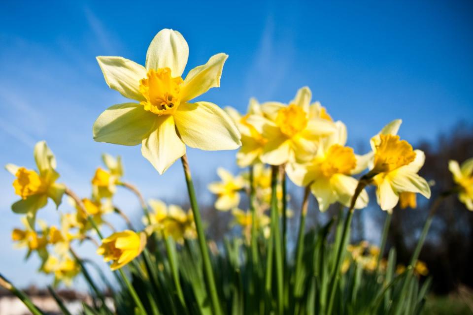 2) The daffodil is the birth flower.