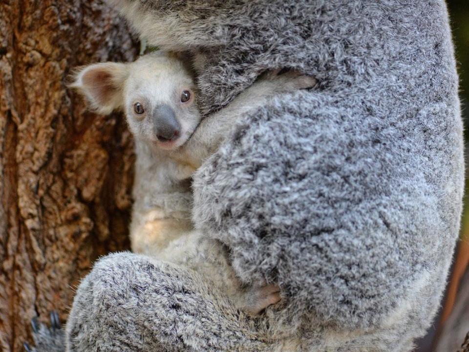 Vets expect the joey's fur to change colour as she gets older (Australia Zoo/Tourism Australia)