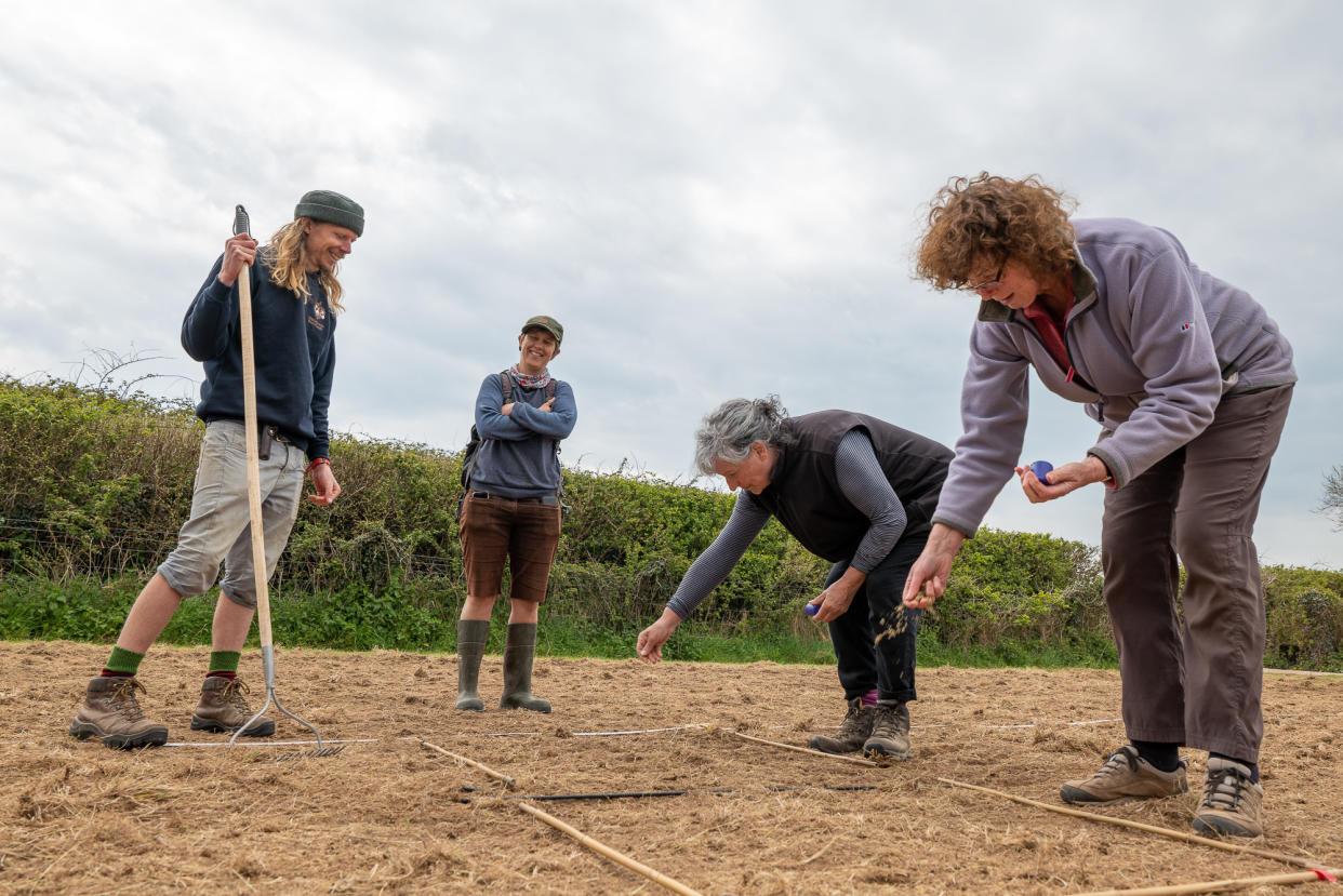 Planting small-flowered Catchfly 