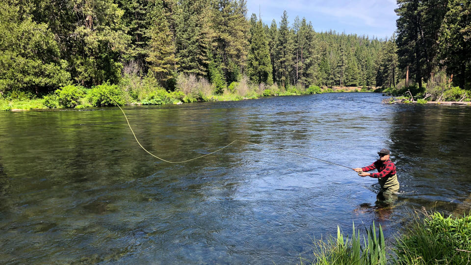 Fly fisherman casting to rising native rainbow trout on the Metolius River near Sisters Oregon.