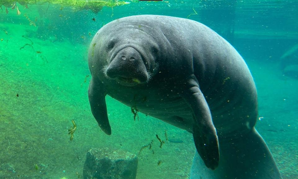 After a viral TikTok showcased Miami manatee Romeo alone in a tiny tank, he and his partner, Juliet, have now relocated to ZooTampa for expert care.