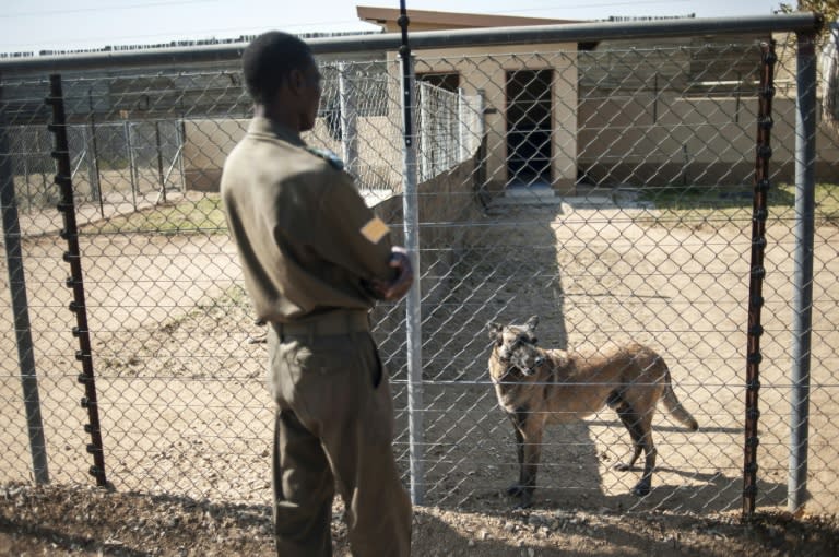 A member of the Kruger National Park Anti-Poaching K9 looks after "Killer", South Africa's most successful poacher-catching canine, on June 23, 2015