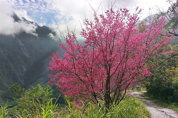 霧台櫻花季1/28開跑 (圖／屏東縣霧臺鄉公所，以下同)