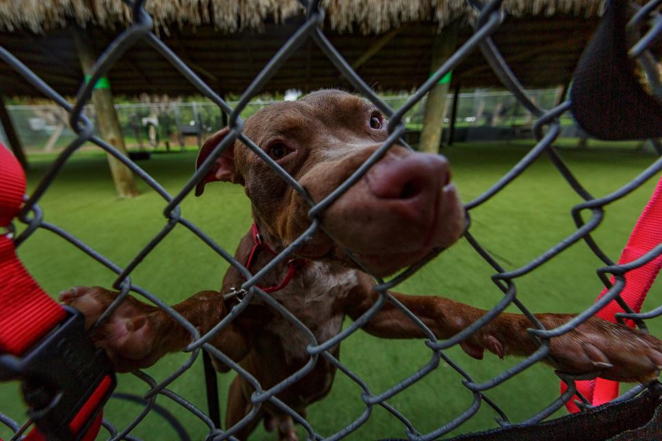 Hanson sniffs through a fence at Animal Care and Control facilities in unincorporated Palm Beach County, Fla., on August 22, 2023.
