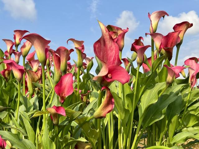 22桃園彩色海芋季 拜請好神 芋 見愛 即日起至4 17趕快來賞花