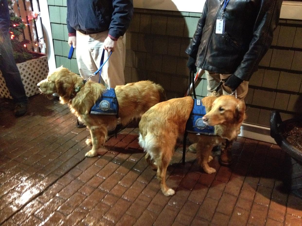 Two golden retrievers sent from Illinois to comfort families of the Sandy Hook Elementary School shooting victims.