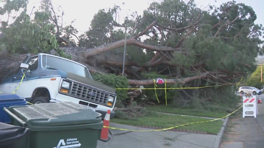 The tree's massive roots are seen as the trunk crushes a van parked on the driveway of a Monrovia home. (KTLA)