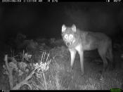 This June 3, 2020, image released by Colorado Parks and Wildlife shows a wolf on a CPW-owned game camera in Moffat County, Colo. Wolves have repopulated the mountains and forests of the American West with remarkable speed since their reintroduction 25 years ago, expanding to more than 300 packs in six states. (Colorado Parks and Wildlife via AP)