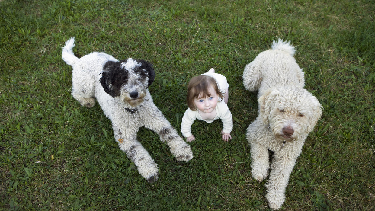 Baby lying between 2 Portuguese water dogs