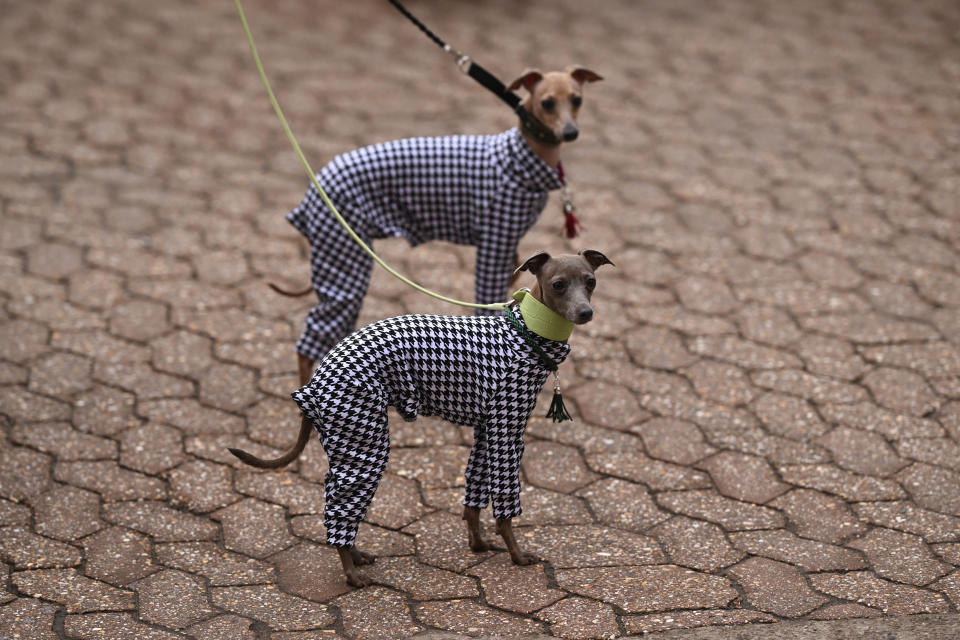 Italian Greyhounds arrive on the first day of the Crufts dog show at the National Exhibition Centre in Birmingham, central England, on March 7, 2024. (Photo by Oli SCARFF / AFP) (Photo by OLI SCARFF/AFP via Getty Images)