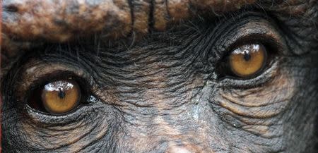 A close-up view shows the eyes of a chimpanzee at the Villa Lorena animal refuge centre in Cali March 23, 2011. Picture taken March 23, 2011. REUTERS/Jaime Saldarriaga