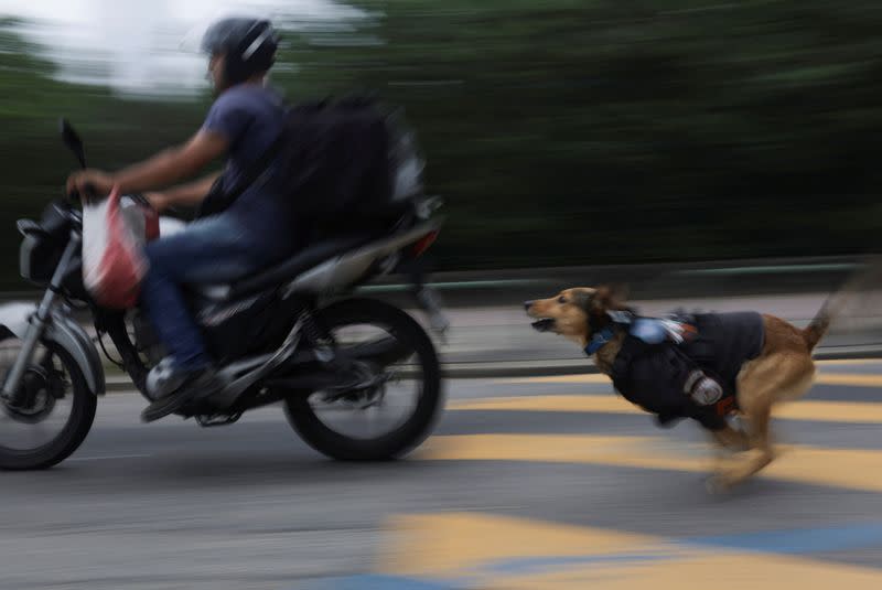 FOTO DE ARCHIVO: Un perro de rescate convertido en mascota de la policía se ha convertido en una de las sensaciones peludas más queridas de Brasil en Internet