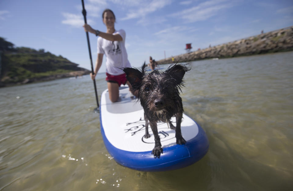 A dog named Jack stands at the front of a paddle board as his owner trains off Barra de Tijuca beach in Rio de Janeiro, Brazil, Thursday, Jan. 16, 2014. Jack is being trained by his owner to accompany her as she stand-up paddle surfs, along with other paddle surfing dog owners preparing for an upcoming competition of paddle surfers who compete with their dogs. (AP Photo/Silvia Izquierdo)