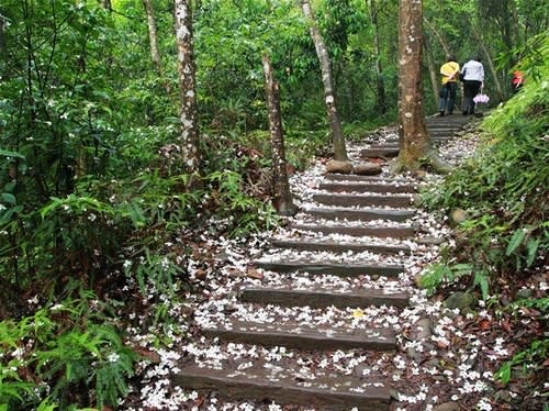 【2013桐花季】苗栗桐花飛雪，漫遊古道尋花蹤～