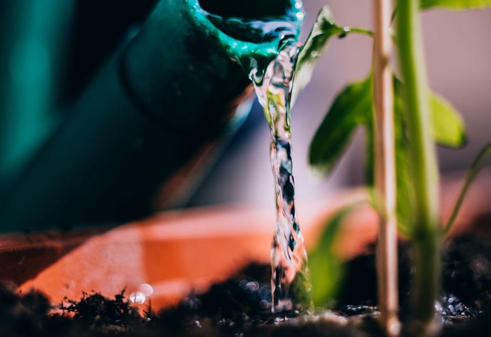 watering a plant, close up