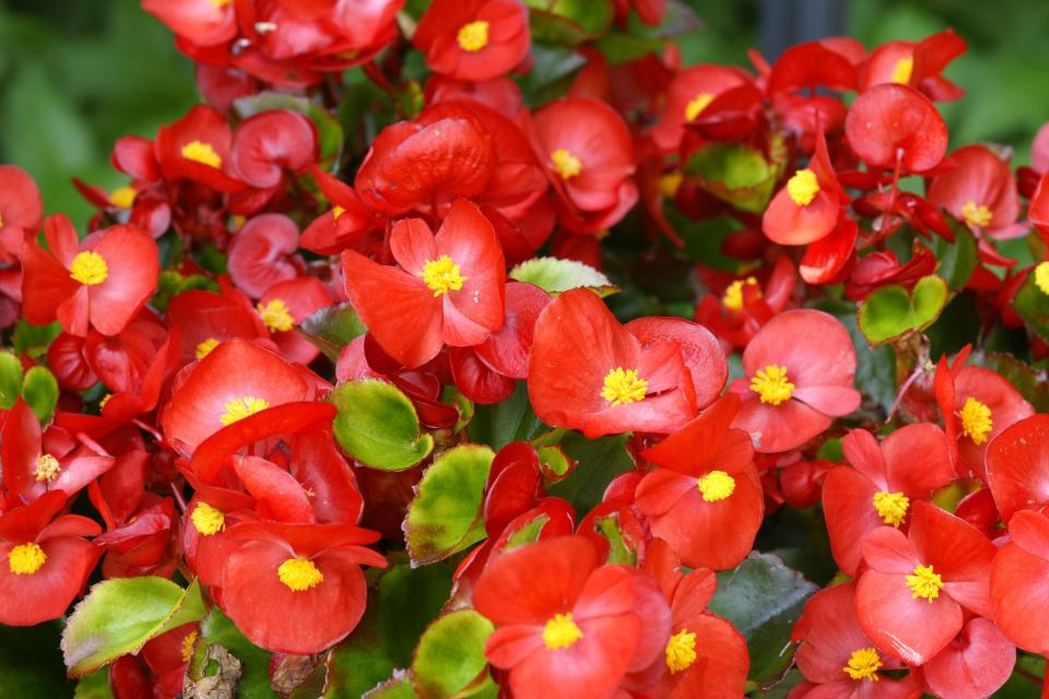 Begonia