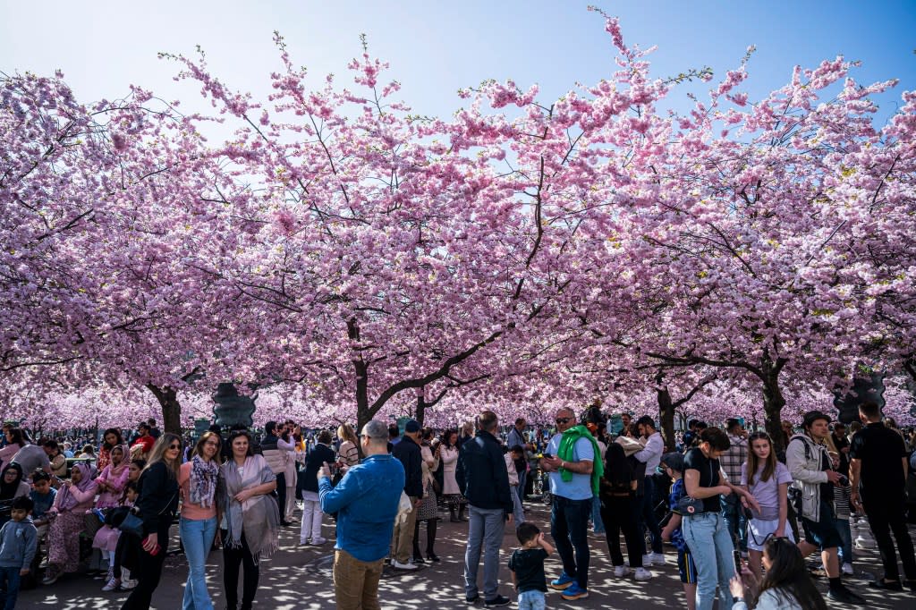 Throngs of photo snappers have flocked to the Brooklyn Botanical Garden in recent weeks. AFP via Getty Images