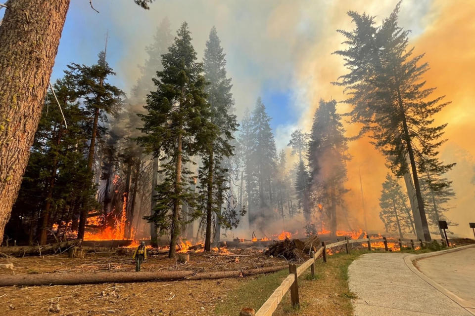 In this image provided by the National Park Service, a firefighter walks near the Mariposa Grove as the Washburn Fire burns in Yosemite National Park, Calif., Thursday, July 7, 2022. A portion of Yosemite National Park has been closed as a wildfire rages near a grove of California's famous giant sequoia trees, officials said. (National Park Service via AP) / Credit: / AP