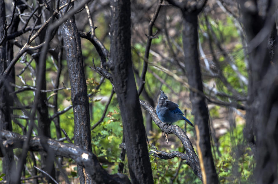 A juvenile Steller's jay sits in a burned branch at the Carson National Forest in northern New Mexico, Wednesday, Aug. 24, 2022. Large areas of the northernmost New Mexico national forest were ravaged by the Hermit's Peak and Calf Canyon wildfires in April 2022. (AP Photo/Andres Leighton)