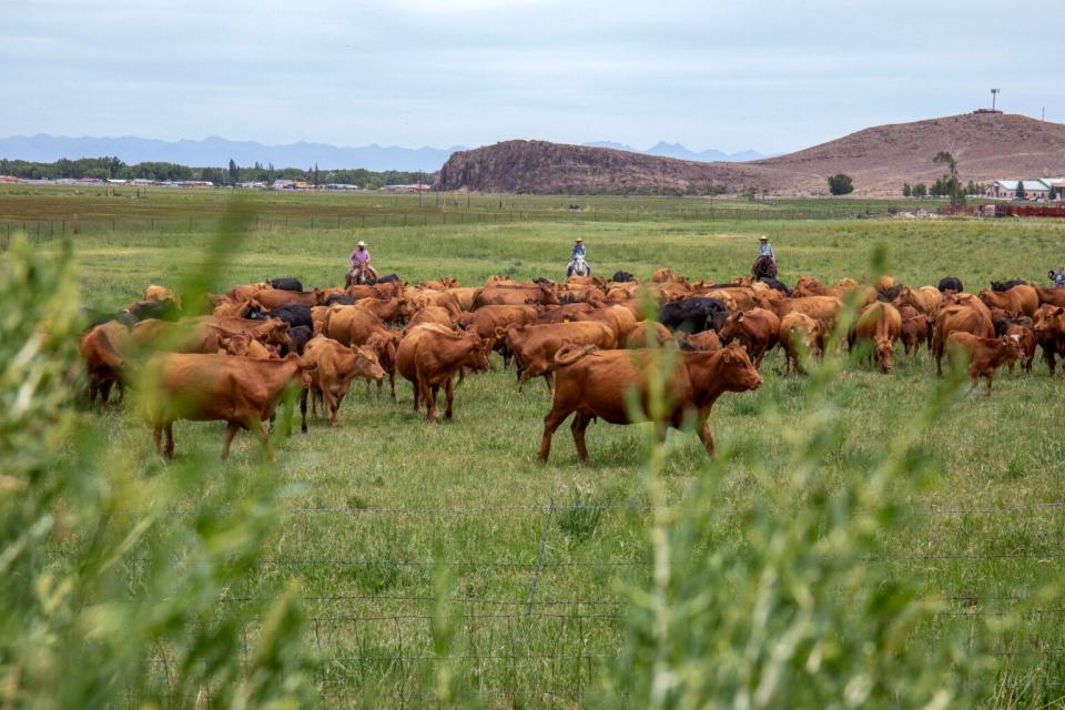 Cows can be seen amid alfalfa fields during the cattle drive on June 21, 2022.