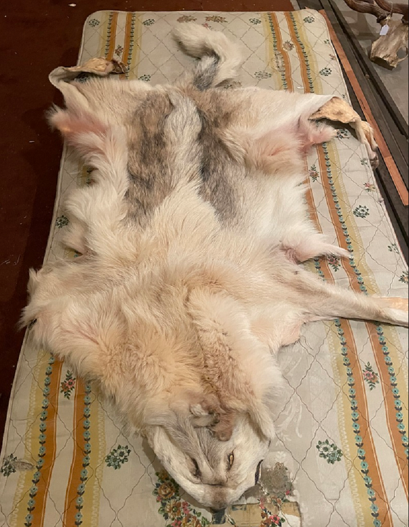 A gray wolf hide, also stolen from the remote B.C. cabin.