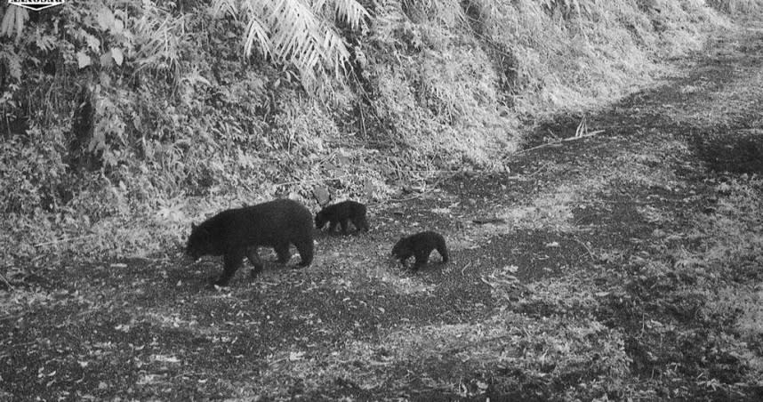 台灣黑熊母子一家三口在利嘉林道溜達。（林業保育署台東分署提供／蕭嘉蕙台東傳真）