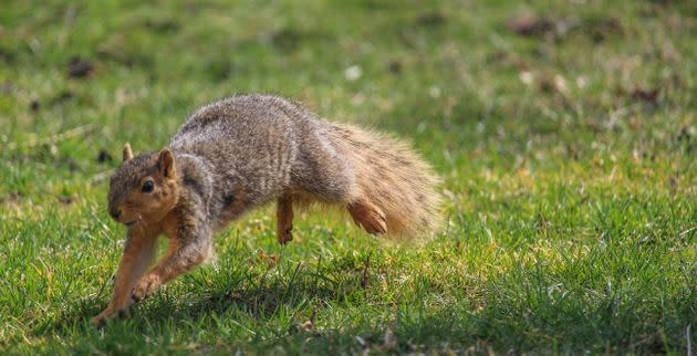 The Buffalo Bisons, a Minor League Baseball team, called the critter a 