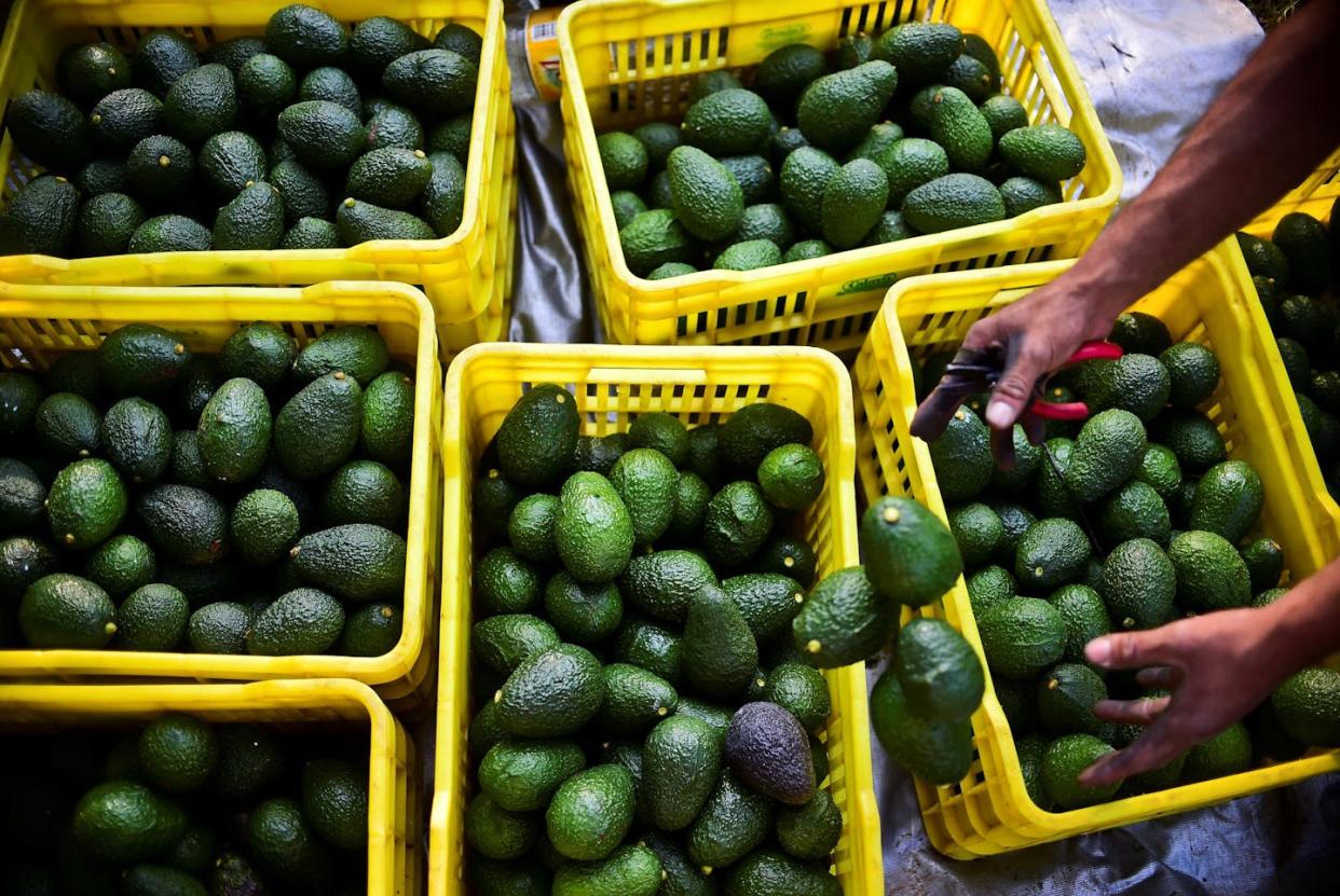 Harvesting avocados in Uruapan, in the Mexican state of Michoacan. <a href="https://www.gettyimages.com/detail/news-photo/farmer-harvests-avocados-at-an-orchard-in-the-municipality-news-photo/616080864" rel="nofollow noopener" target="_blank" data-ylk="slk:Ronaldo Schemidt/AFP via Getty Images;elm:context_link;itc:0;sec:content-canvas" class="link ">Ronaldo Schemidt/AFP via Getty Images</a>