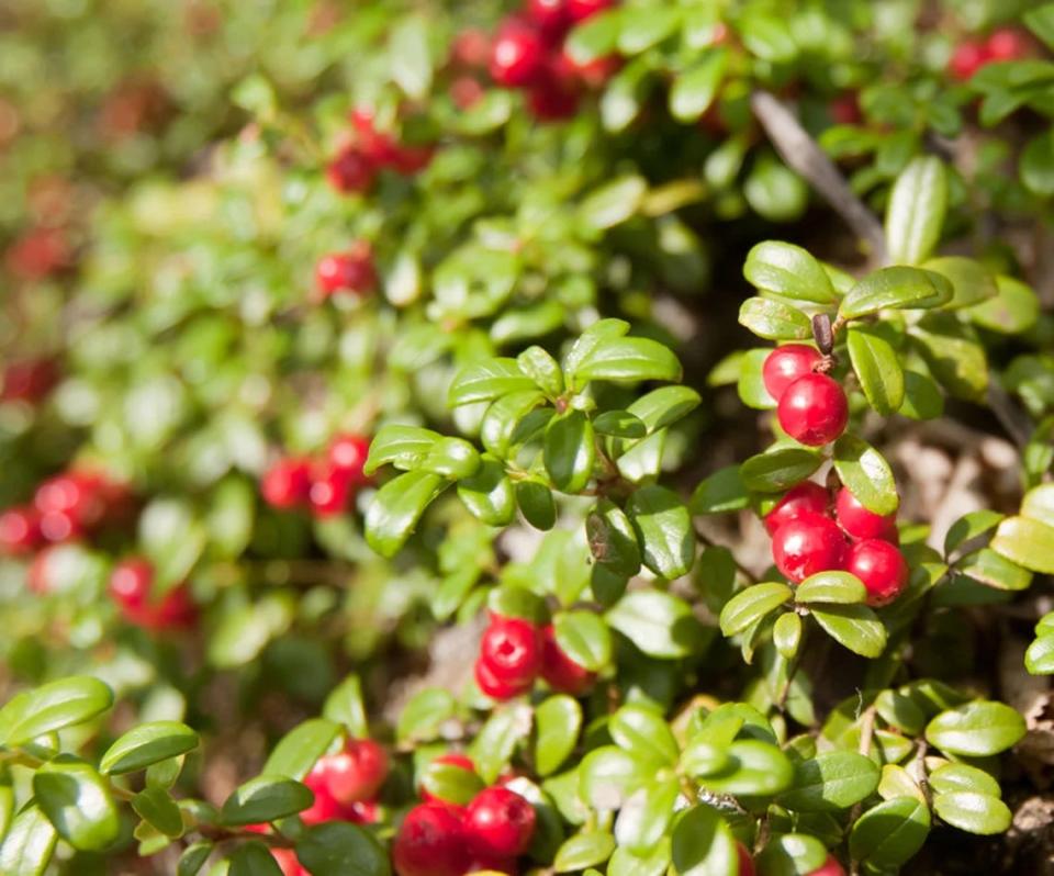  American Cranberry Bush (Viburnum opulus var. americanum)