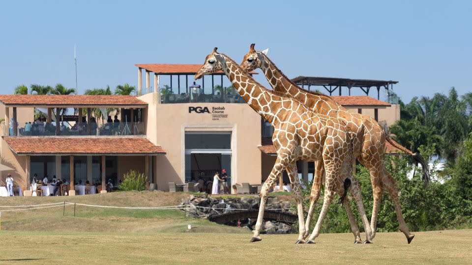 Two giraffes cross the 18th fairway during the final round. - Tristan Jones/LET