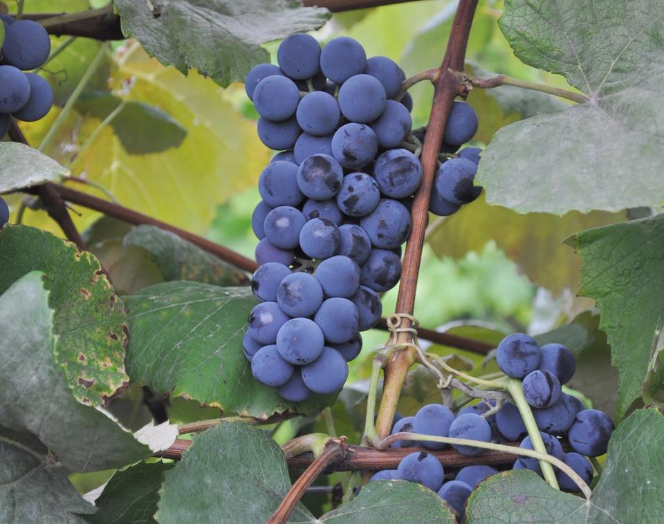 Imagine a bunch of Concord grapes on a football helmet.