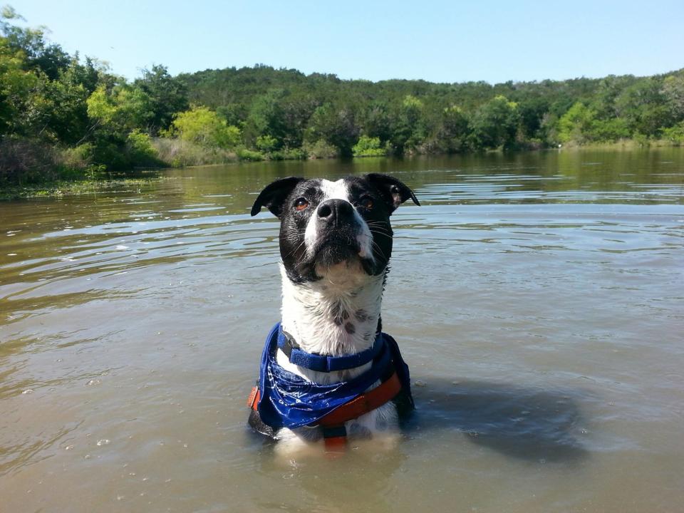 It’s a mystery why Roscoe is now the longest-stay dog at <a href="https://www.facebook.com/austinanimalservices" target="_blank">Austin Animal Center</a>.   He’s a happy, playful guy who loves to cannonball into the water when he gets taken to the hike and bike trail along Lady Bird Lake.   Roscoe’s been through a lot, so he seems stand-offish at first, but he becomes super affectionate as soon as you give him any attention. He came to the shelter underweight and seemed to have trouble walking because his paws were tender. But shelter staff and volunteers nursed him back to health and discovered how affectionate and trainable he is.   He’d be great with an active family that loves the outdoors. His only problem is that he’s been at the shelter too long, and it’s beginning to wear on him, so he needs to find his forever home as soon as possible.  Find out more from the <a href="https://www.facebook.com/austinanimalservices" target="_blank">Austin Animal Center</a> in Texas,