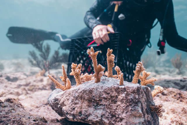 <p>Harry Lee/Courtesy of Coral Vita</p> A Coral Vita diver checks coral growth in the Bahamas.