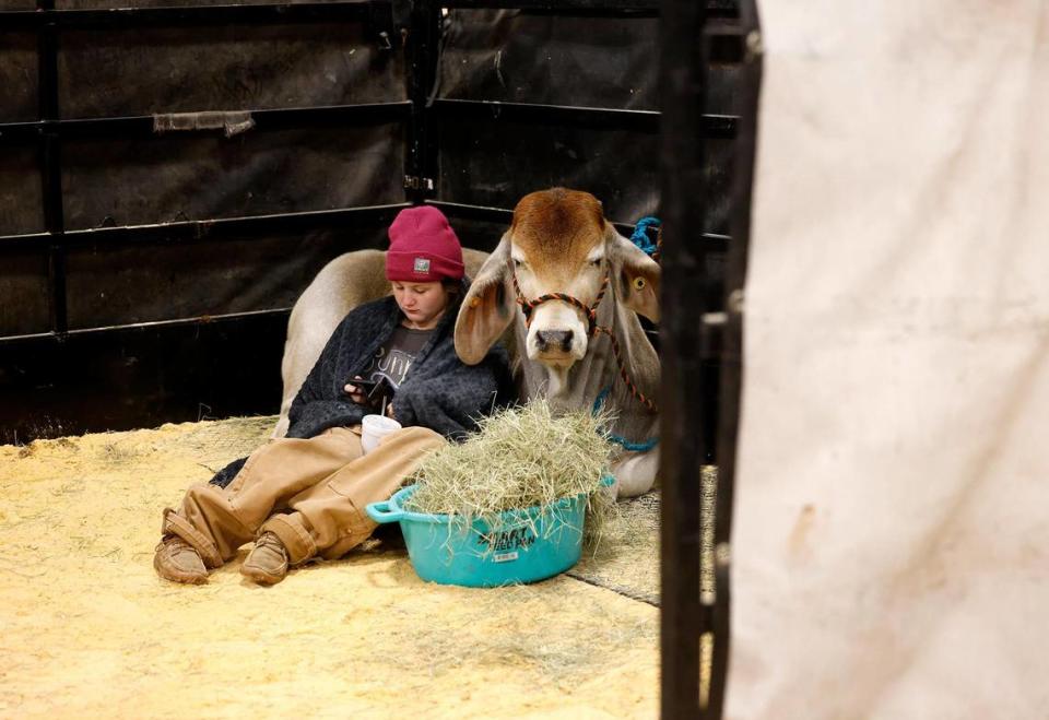 Marisa Sutton, 12, rests with her heifer after a long day of unloading and setting up her pen at the Fort Worth Stock Show & Rodeo.