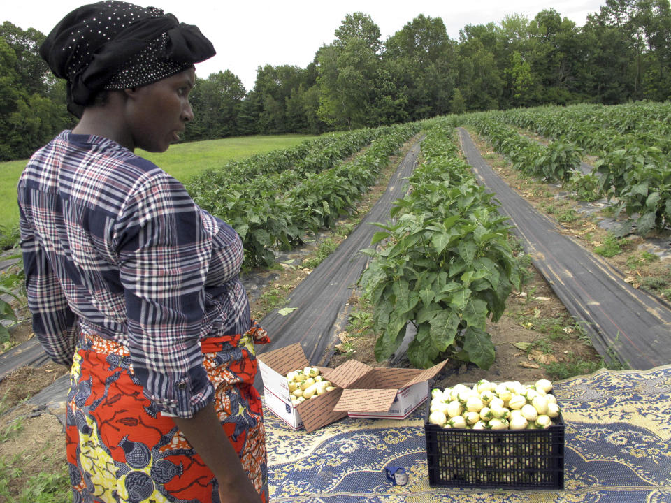 In this July 25, 2018 photo, Janine Ndagijimana stands in her field of African eggplant, also called bitter ball or garden egg, in Colchester, Vt. Far from the refugee camps where she once lived, Ndagijimana has developed a thriving small farm business, growing African eggplants in Vermont and selling them around the country. (AP Photo/Lisa Rathke)