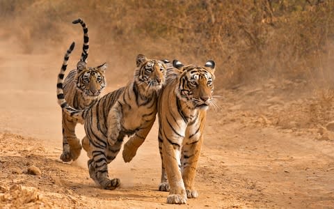 Ranthambore - Credit: getty