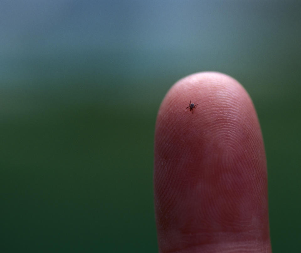 Many people are unaware they've been bitten by a tick. (Image via Getty Images)