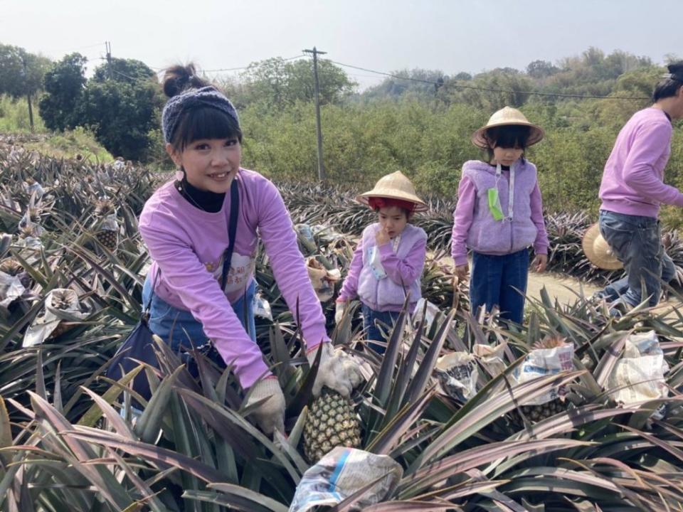 關廟新光社區狂吃鳳梨首發團，體驗採鳳梨吃鳳梨的新鮮事。（記者張淑娟攝）