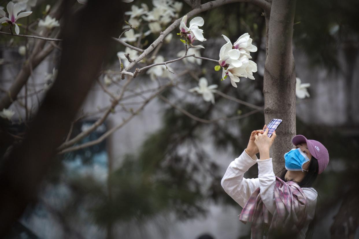 A woman wearing a face mask takes a photo of blossoms at the Beijing Zoo after it reopened its outdoor exhibit areas to the public since they were closed in Beijing on March 24, 2020. The Chinese government is pushing efforts to kickstart the world's second-largest economy and put money in the pockets of workers who have gone weeks without salaries. While most of Beijing's world-famous tourist sites remain closed, the city zoo and parts of the Great Wall are again accepting visitors by appointment. Some restaurants were also reopening for business on the condition that customers do not sit facing each other.